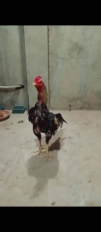 jawa murga fiter bird