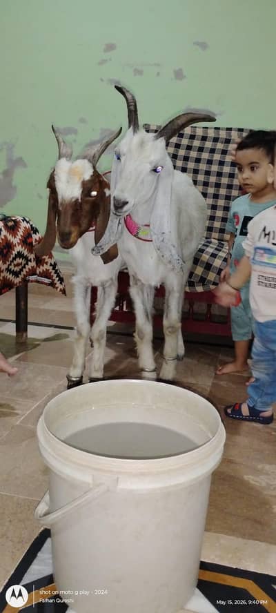 2 bakra dono 2 dat dono khasi dono 70000m