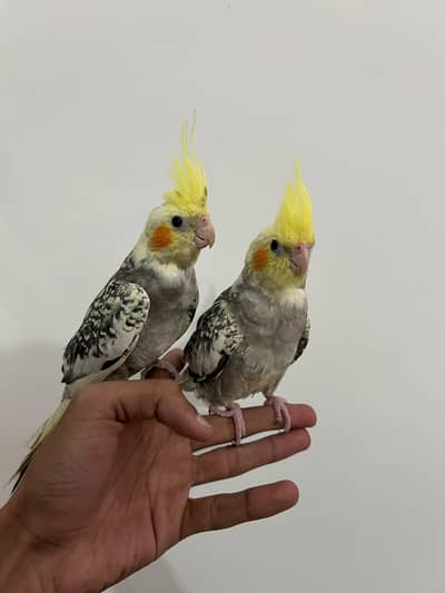 Quality 70% Handtamed Cocktail Pair With no bite For Sale