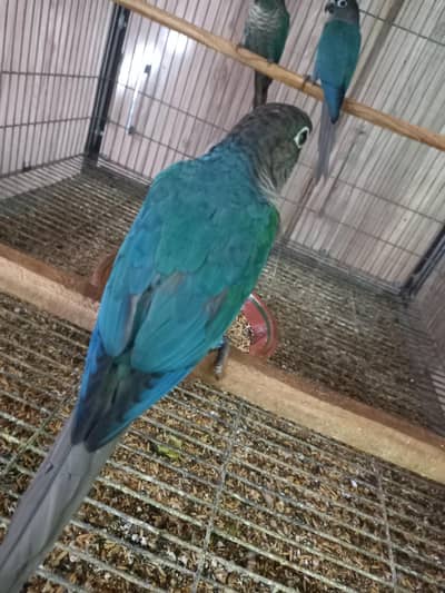 Blue turquoise bf- bc conures males