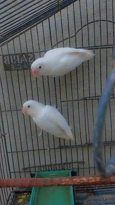 beautiful pair of love birds