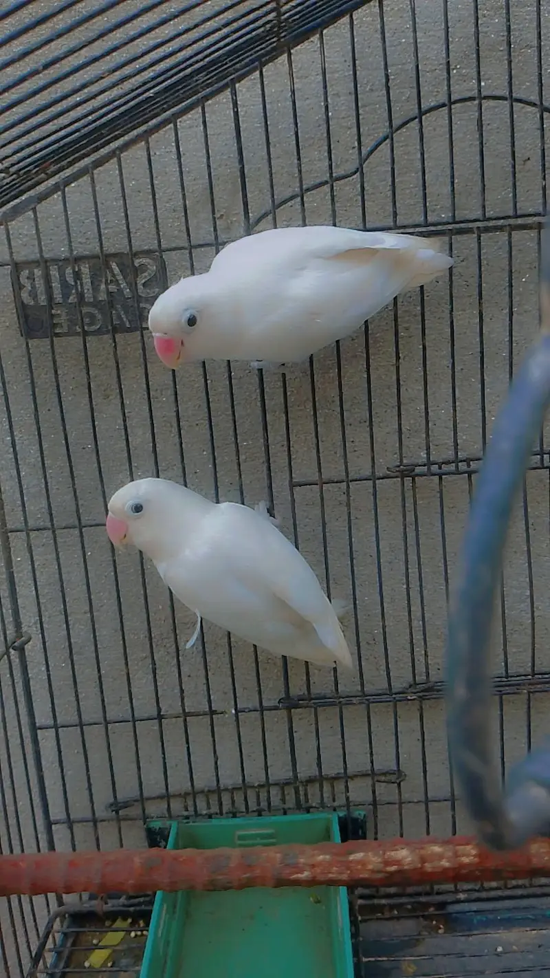 beautiful pair of love birds
