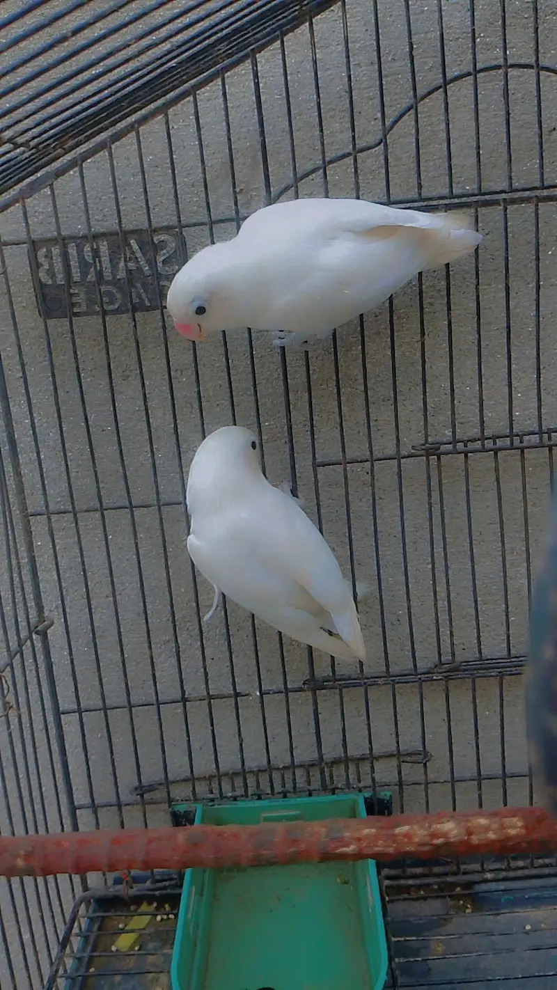 beautiful pair of love birds — photo 2
