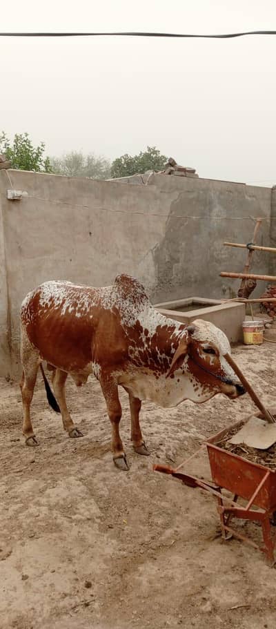 Bull | bachra | For sell