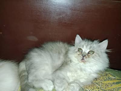 Female kitten for sale  03234102419