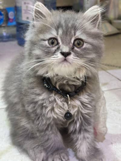Persian kitten male semi punch
