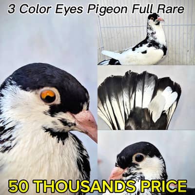 Rare Pigeons international Breeds in Cheap Price