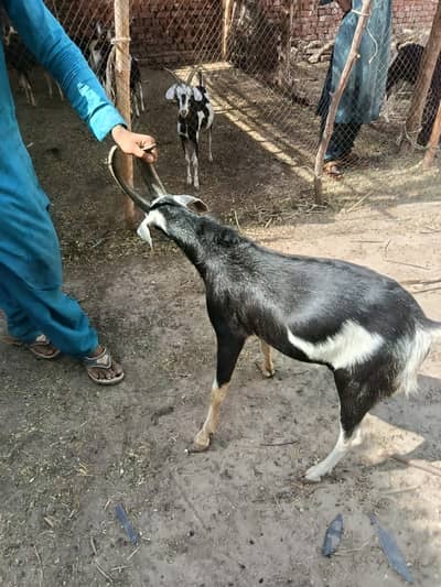 2 Sindhi tapra for Sale
