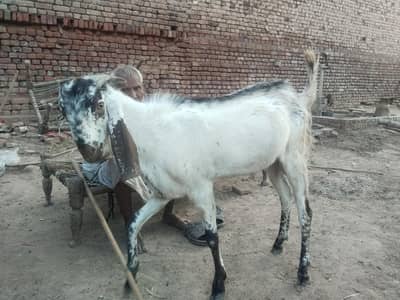 Qurbani goat