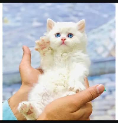 Persian kittens