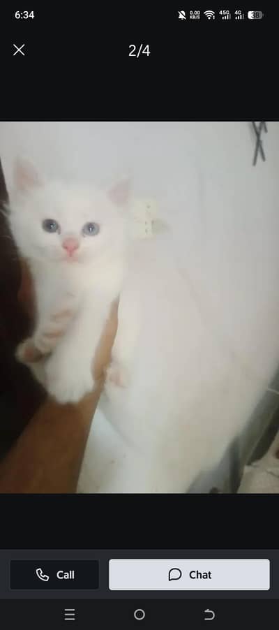 Persian kittens