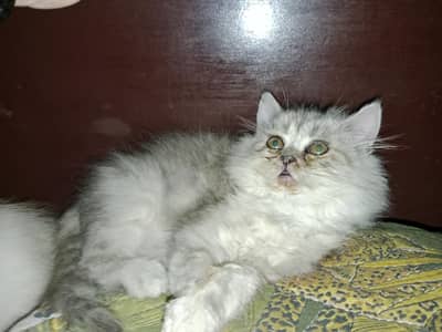 persian kittens  03234102419
