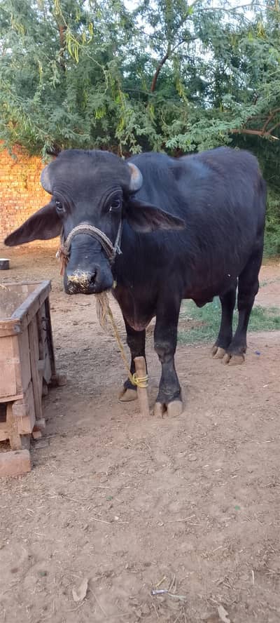 3 Jhoty For Sale