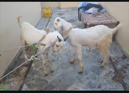 Bakra for sale
