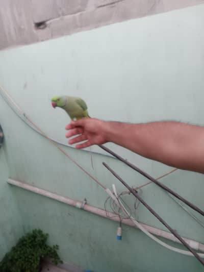 RingNeck # hara tota # mittho #  handtame