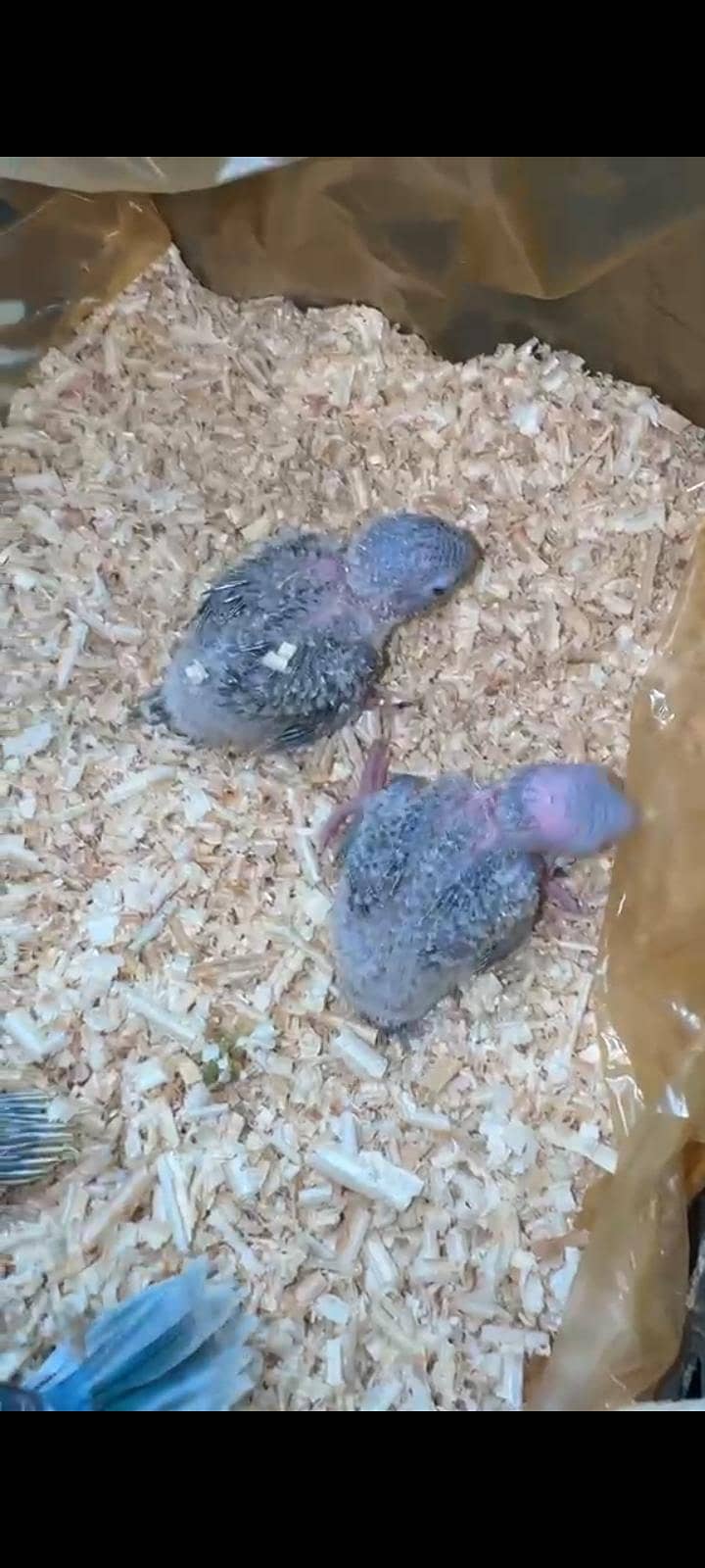 hand feed conure 0