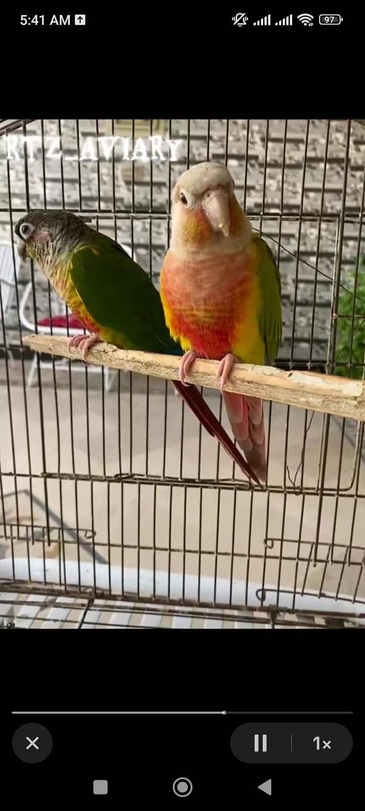 hand feed conure 1