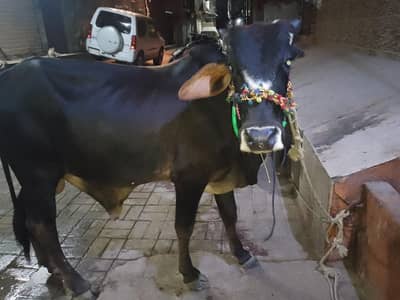 Vip bachra  for sale / fully current bachra / 2 dant bachra
