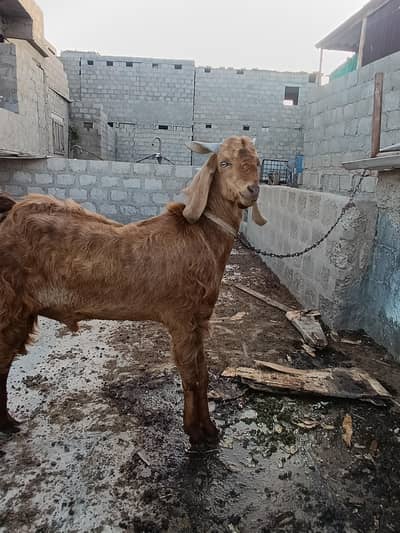 Acha or full healthy Bakra hai