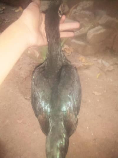 urgent sale with 4egg special nasli