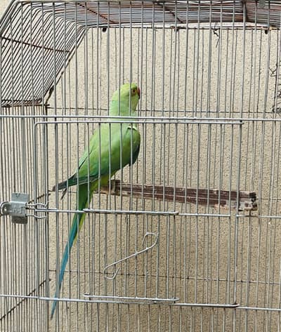 Indian Parrot
