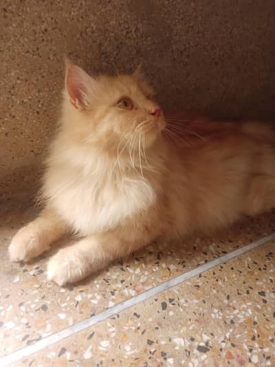 friendly male cat 
