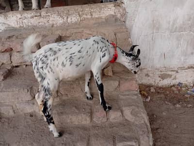 BARBARI MALE GOAT BABY