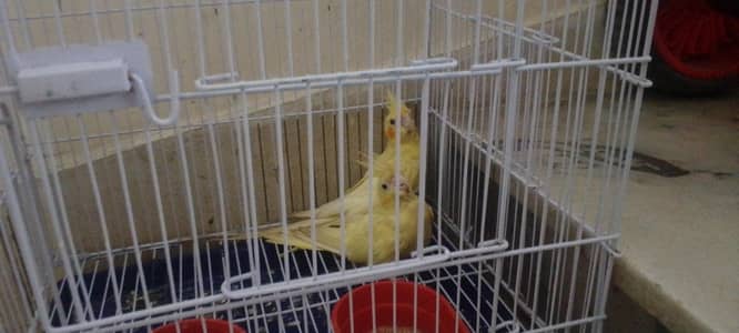 this is a very cute parrot 