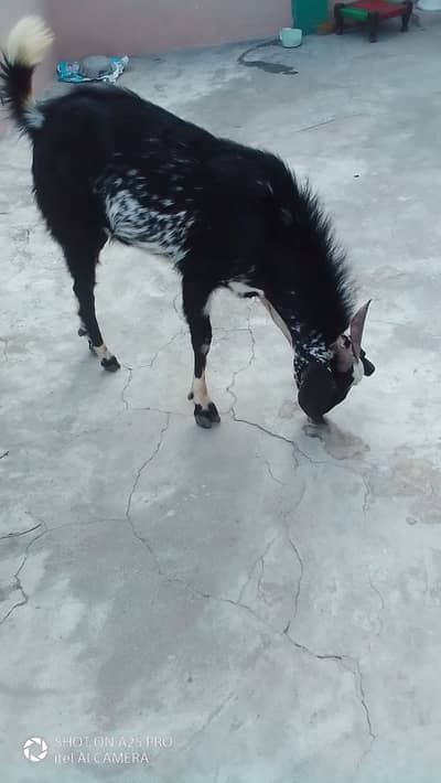 Bakrun ki Jori