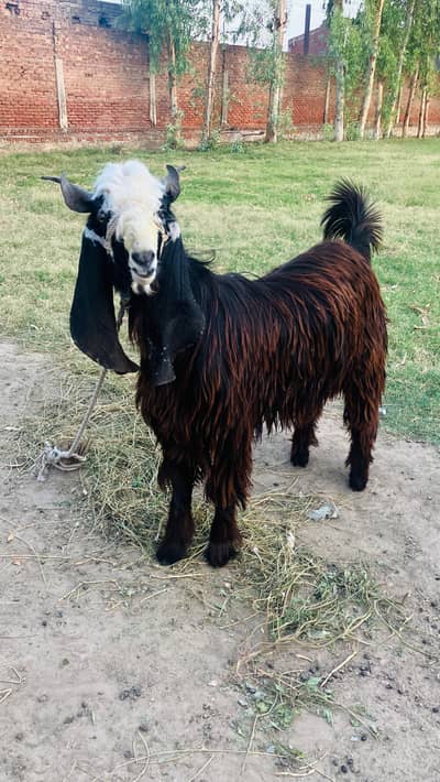 Pahari Bakra for sale
