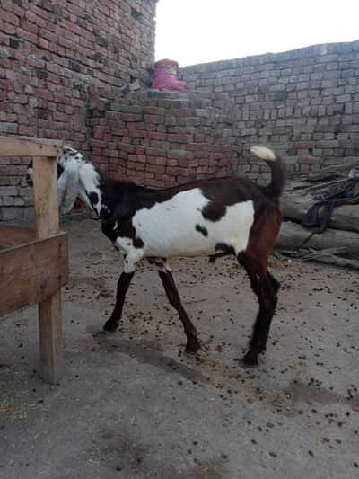 ​Beautiful Pateri / Kamori Cross Goat for Sale