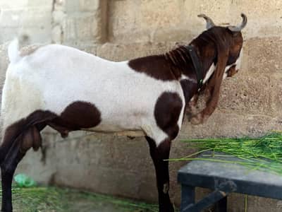 andu bakra