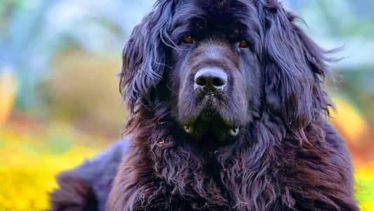 Premium Giant Newfoundland Dog – Loyal Family Companion