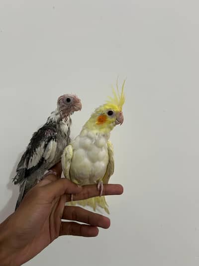 Handtamed Self Cocktail For Sale