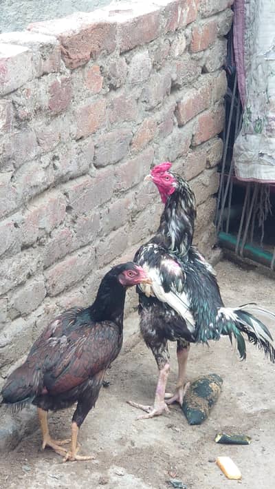 pair  cheena