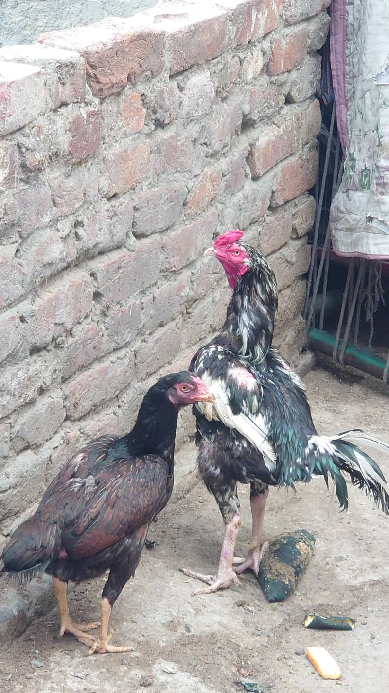 pair  cheena 0