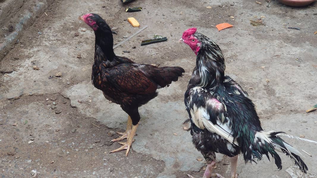pair  cheena 2