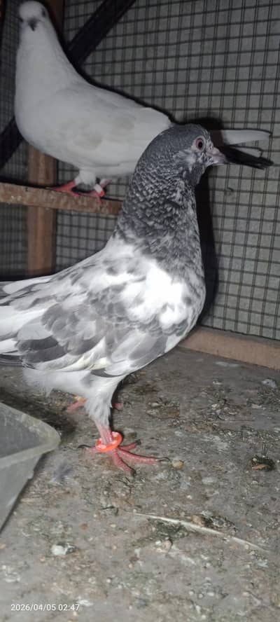 pigeon sale