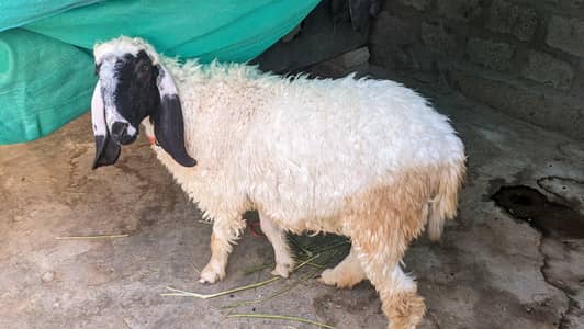 dumba for sale ghr ka palawa hai live weight 55 kg