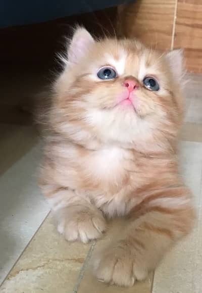 Persian kitten black and orange