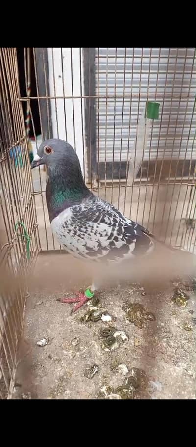 qasid male