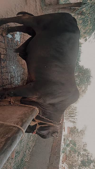 bachra for qurbani