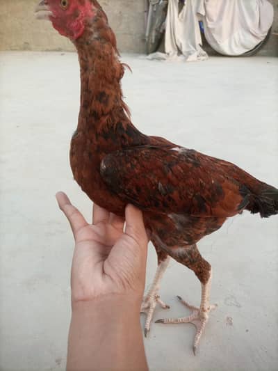 Aseel Bengum cross