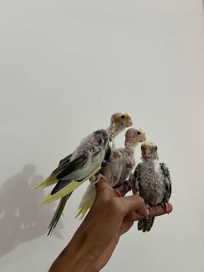 Handfeed Handtamed Cocktails + Handtamed Australian Budgies For Sale