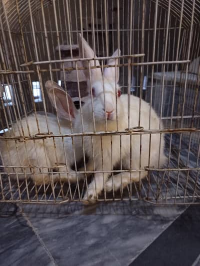 beautiful rabbit