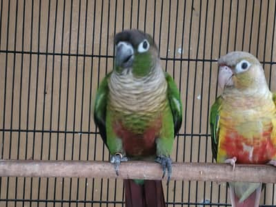 Pineapple conour Breeder Pair