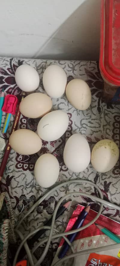 Desi eggs Fertile Eggs