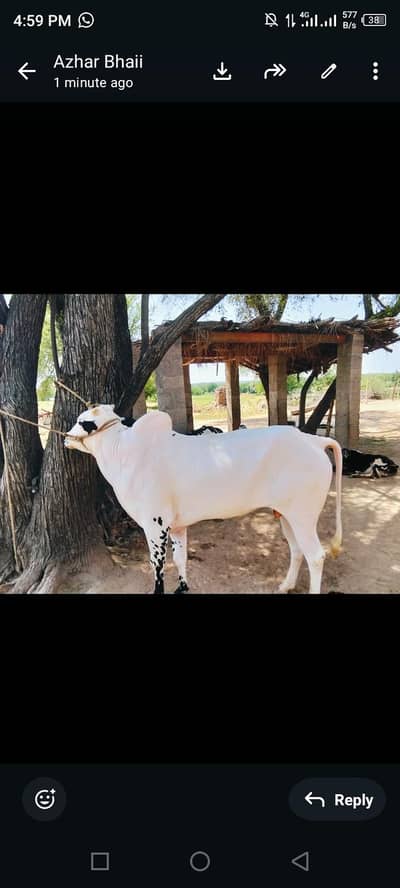 Qurbani k Lea Fatehjangi Bull