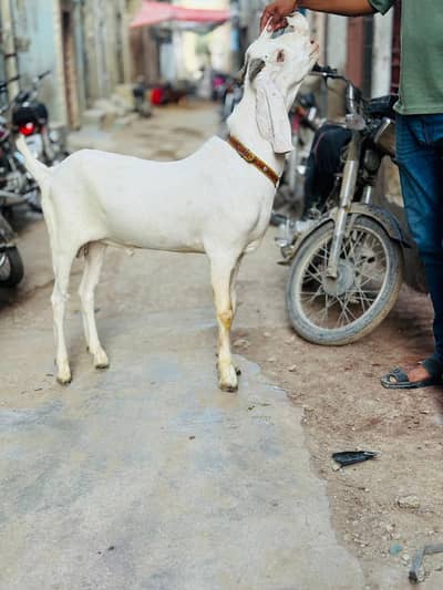 Bakra white For sell
