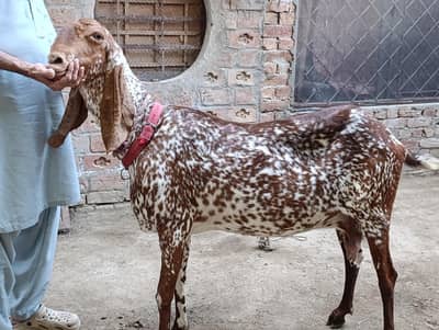 Desi Bakri for Sale